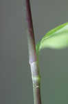 Small-leaf spiderwort